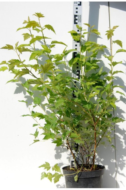 Пухироплiдник калинолистий Лютеус