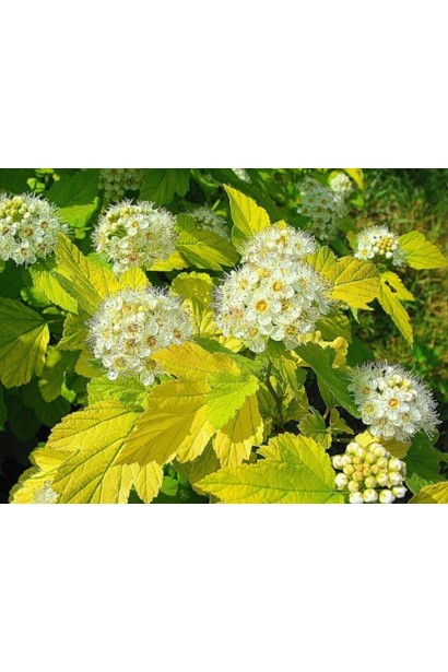 Квіти Пухироплiдника калинолистого Лютеус