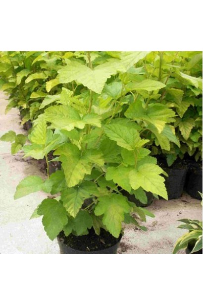 Кущ Luteus із золотистими листками для ландшафту.