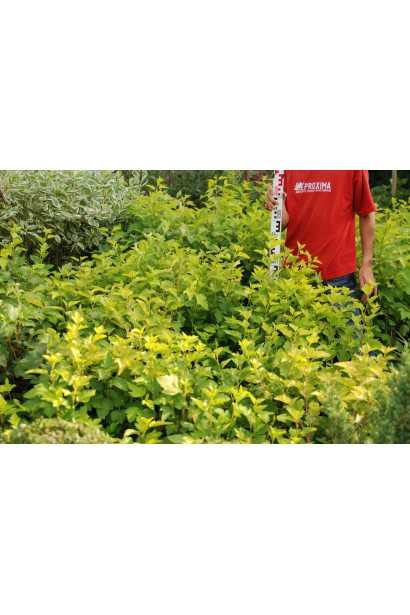 Physocarpus opulifolius Luteus