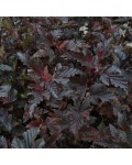Пухироплiдник калинолистий Ред Барон | Пузыреплодник калинолистный Ред Барон | Physocarpus opulifolius Red Baron