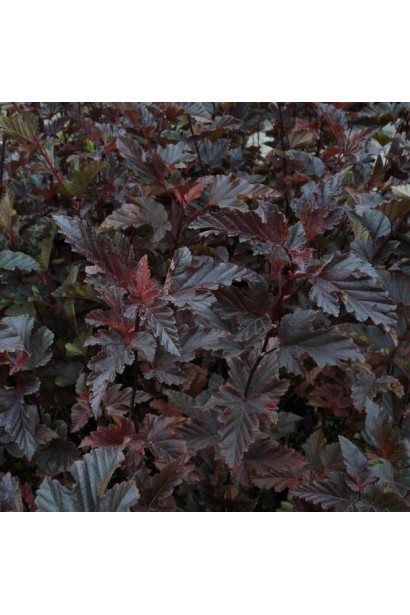 Темно-червоне листя Пухироплiдника Ред Барон