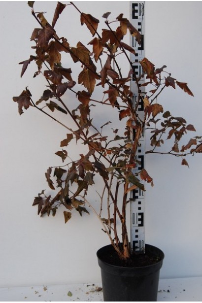 Саджанці Red Baron доступні в садовому центрі.