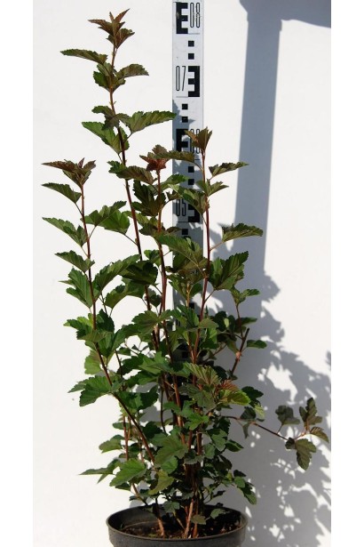 Пухироплiдник калинолистий Ред Барон - 5л/вис.70-80см/Ø20-30см