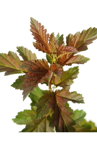 Пухироплiдник калинолистий Ред Барон 