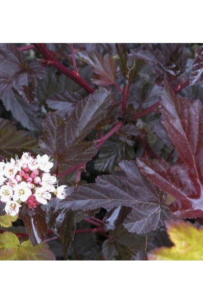 Яскраве листя Red Baron прикрашає садові композиції.