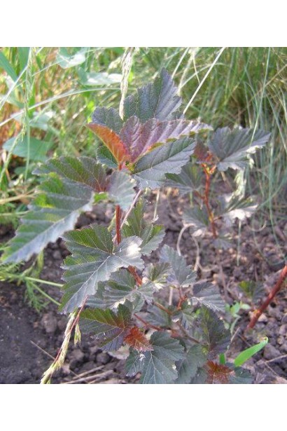 Листя Пухироплiдника Ред Барон