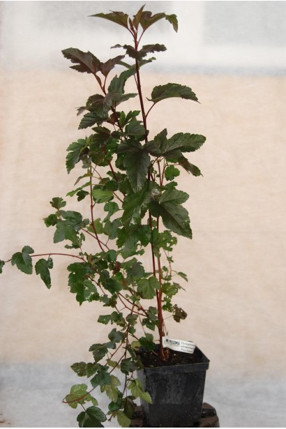 Саджанець Ред Барон для створення живоплотів.