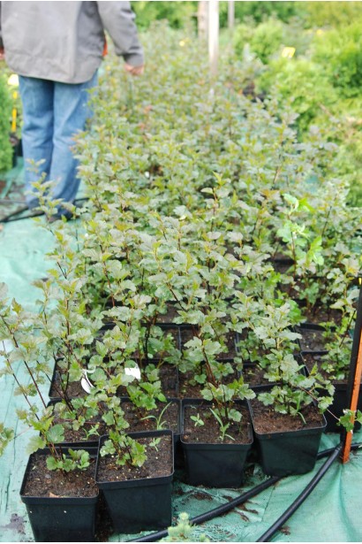 Physocarpus opulifolius Red Baron