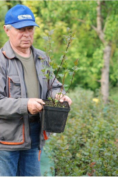 Саджанець Ред Барон 
