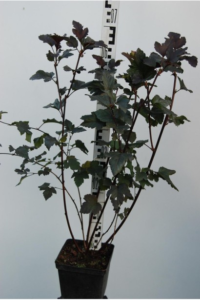 Пухироплiдник калинолистий Ред Барон