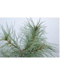 Кедр європейський / Сосна кедрова | Кедр европейский / Сосна кедровая | Pinus cembra