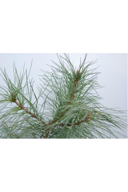 Кедр європейський хвоя