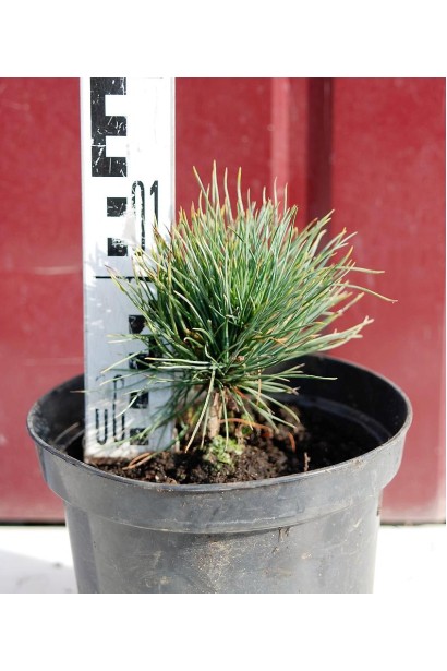 Кедр європейський С3 10-15 см