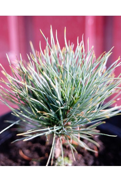 Кедр європейський маленький саджанець