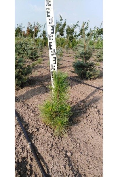 Сосна кедрова європейська в розсаднику в полі