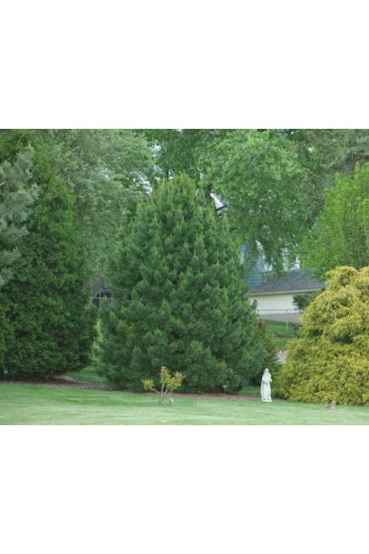 Кедр європейський в ландшафті