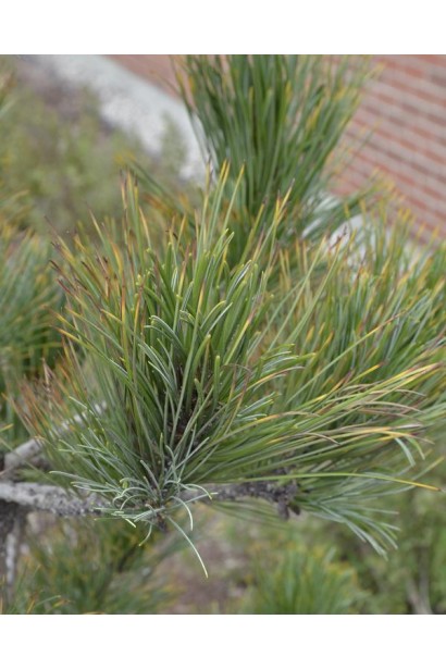 Довга жорстка хвоя кедра європейського