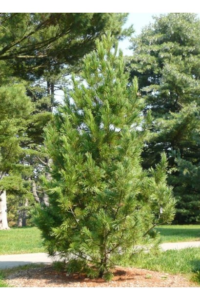 Pinus cembra