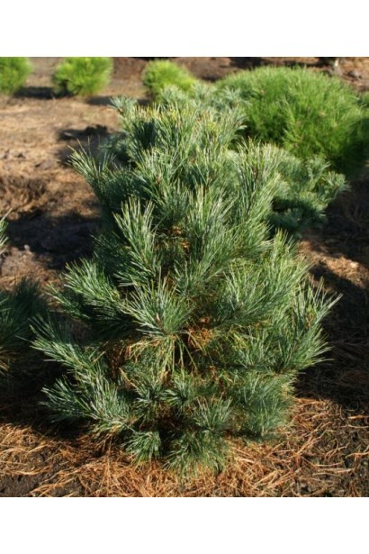 Кедр європейський / Сосна кедрова європейська