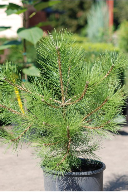 Кедр європейський в горщику 3 л