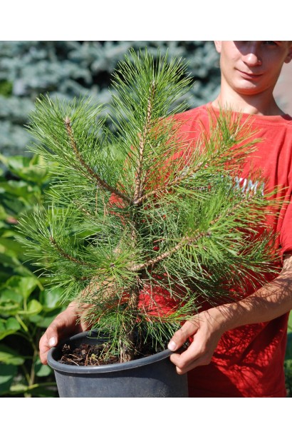 Сосна кедрова європейська в контейнері 5 л