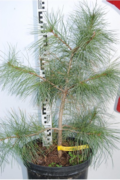 Кедр європейський саджанець 40-60 см