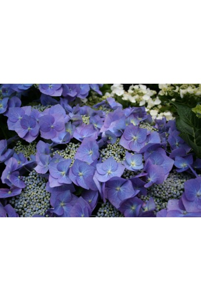 Гортензія широколиста Блю Вейв
