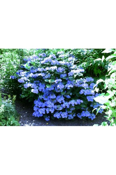 Гортензія широколиста Марієсі Перфекта кущ