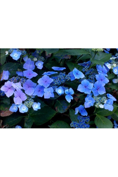 Рожево-синя гортензія