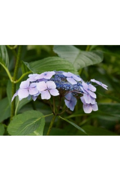 Hydrangea macrophylla Mariesii Perfecta 