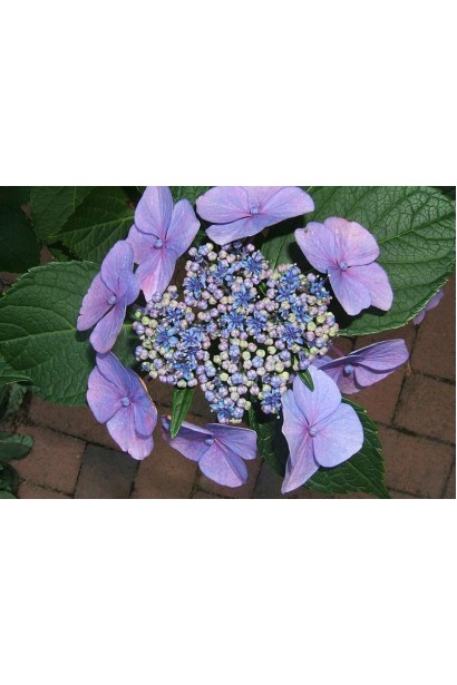 Hydrangea macrophylla Mariesii Perfecta / Blue Wave