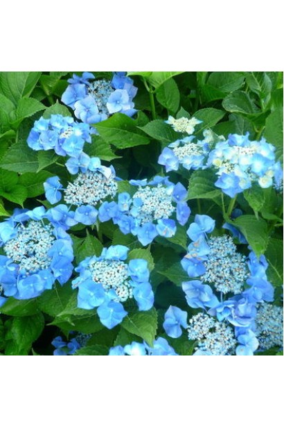 Гортензія Марієсі Перфекта колір в кислому грунті