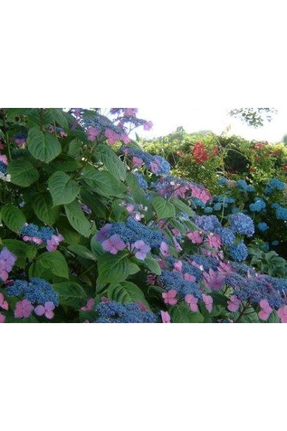 Гортензія широколиста Марієсі Перфекта / Блю Вейв