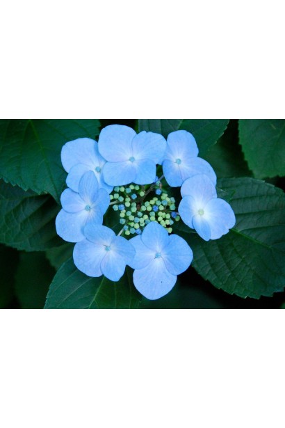 Гортензія Марієсі Перфекта квітка