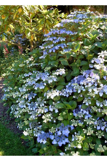 Гортензія Марієсі Перфекта в саду