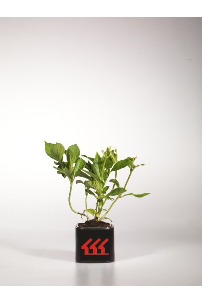 Гортензія Марієсі Перфекта саджанець Р9