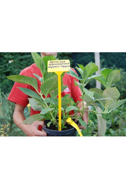 Гортензія Марієсі Перфекта контейнер 5 л