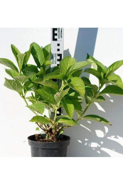 Гортензія Марієсі Перфекта горщик 3 л 20-30 см