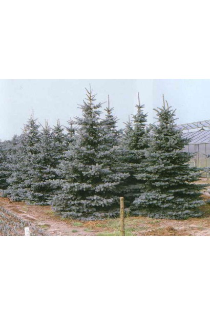 Ель колючая Глаука Города Блю многолетние деревья