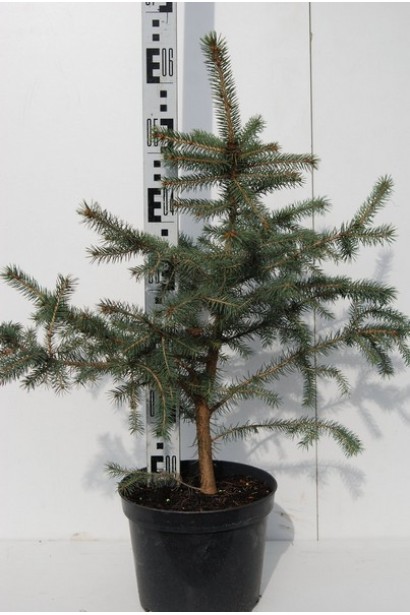 Ель Glauca Misty Blue 