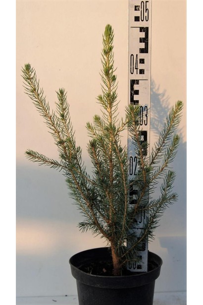 Ель Глаука Мисти Блю контейнер 3 л 30-50 см