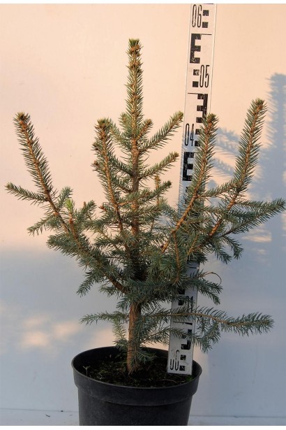 Ель Глаука Мисти Блю в горшке 3 л 50-60 см