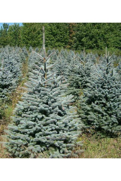 Ель колючая Глаука Мисти Блю