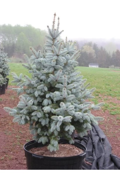 Ель Глаука Мисти Блю зеленовато-голубая хвоя со стальным отливом