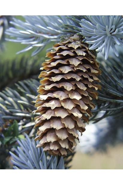 Ель колючая Глаука Мисти Блю шишка