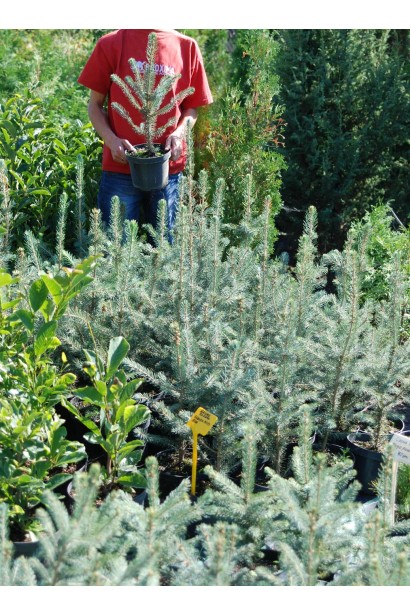 Ель колючая Глаука Мисти Блю в питомнике Проксима