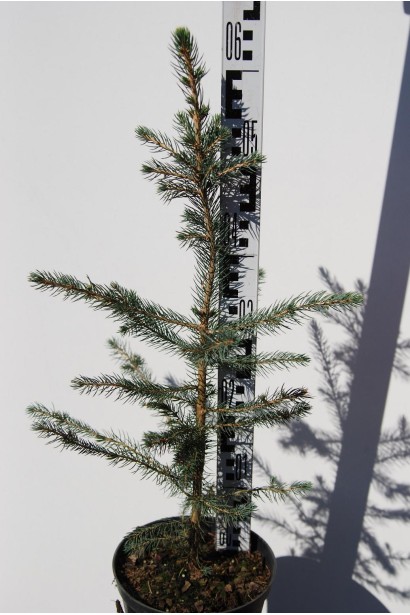 Ель колючая Глаука Мисти Блю саженец С3 50-60 см