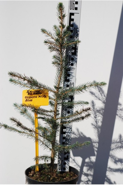 Ель колючая Glauca Misty Blue