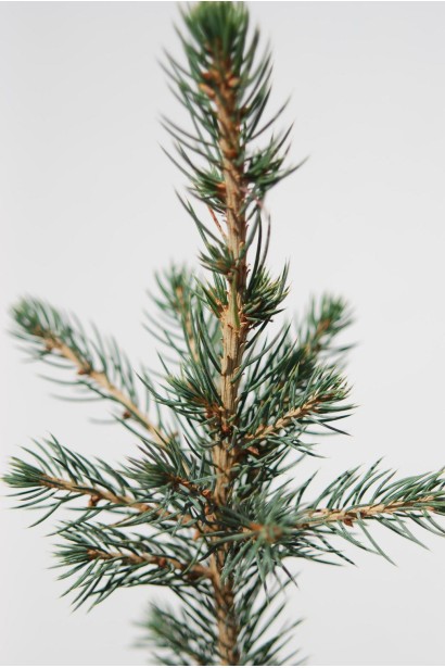 Picea pungens Glauca Misty Blue